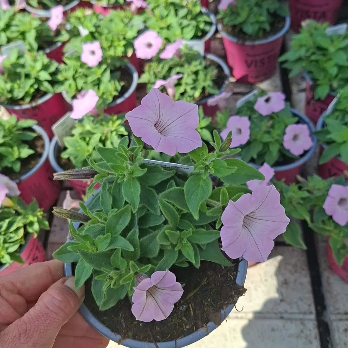 Premium Supertunia Vista plants for sale - Image 4