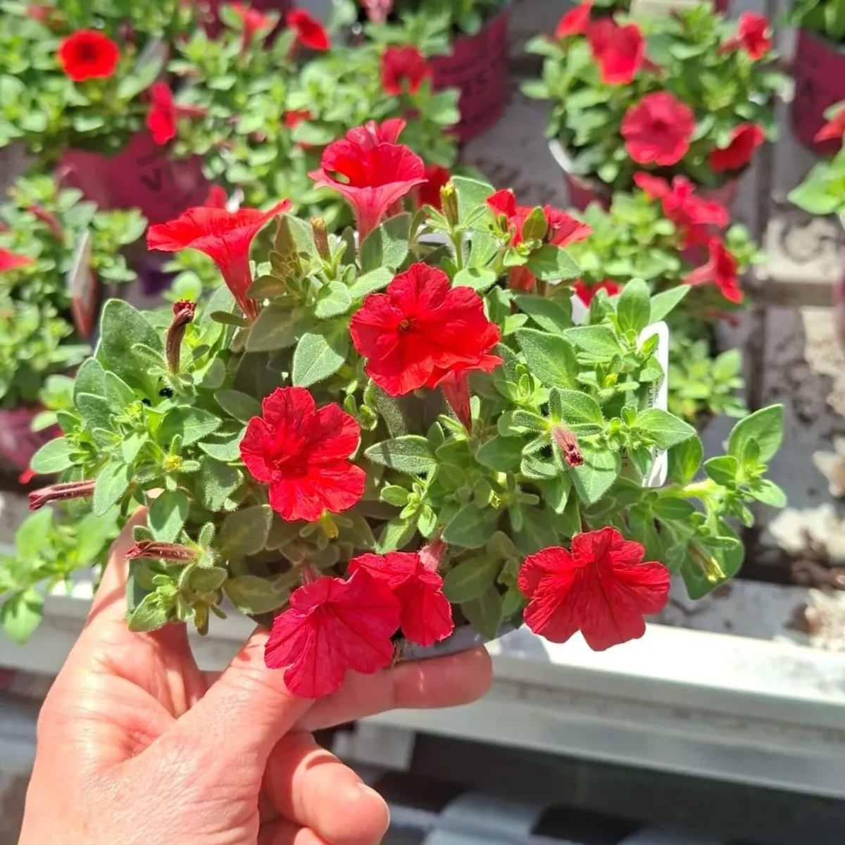 Premium Supertunia Vista plants for sale - Image 4