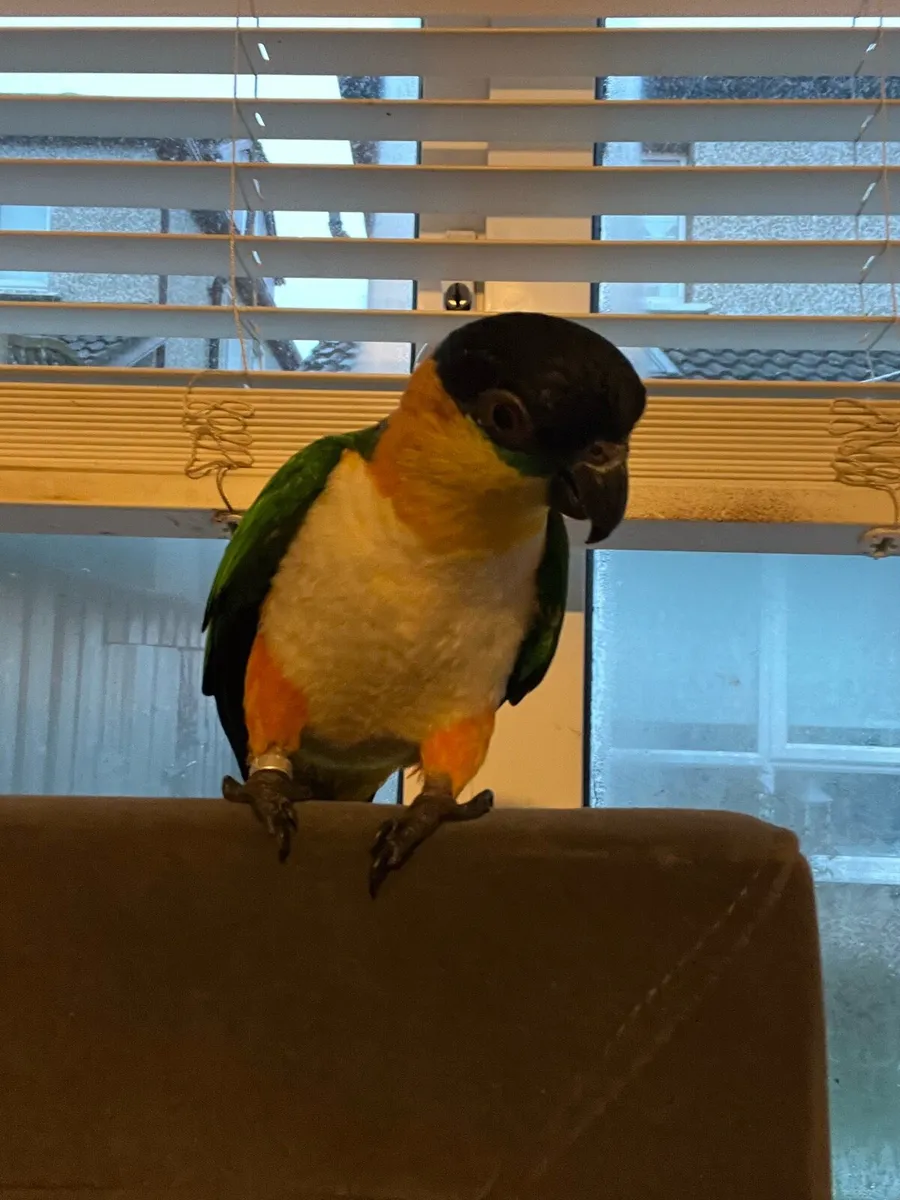 Birds CAIQUE PARROT & conure - Image 1