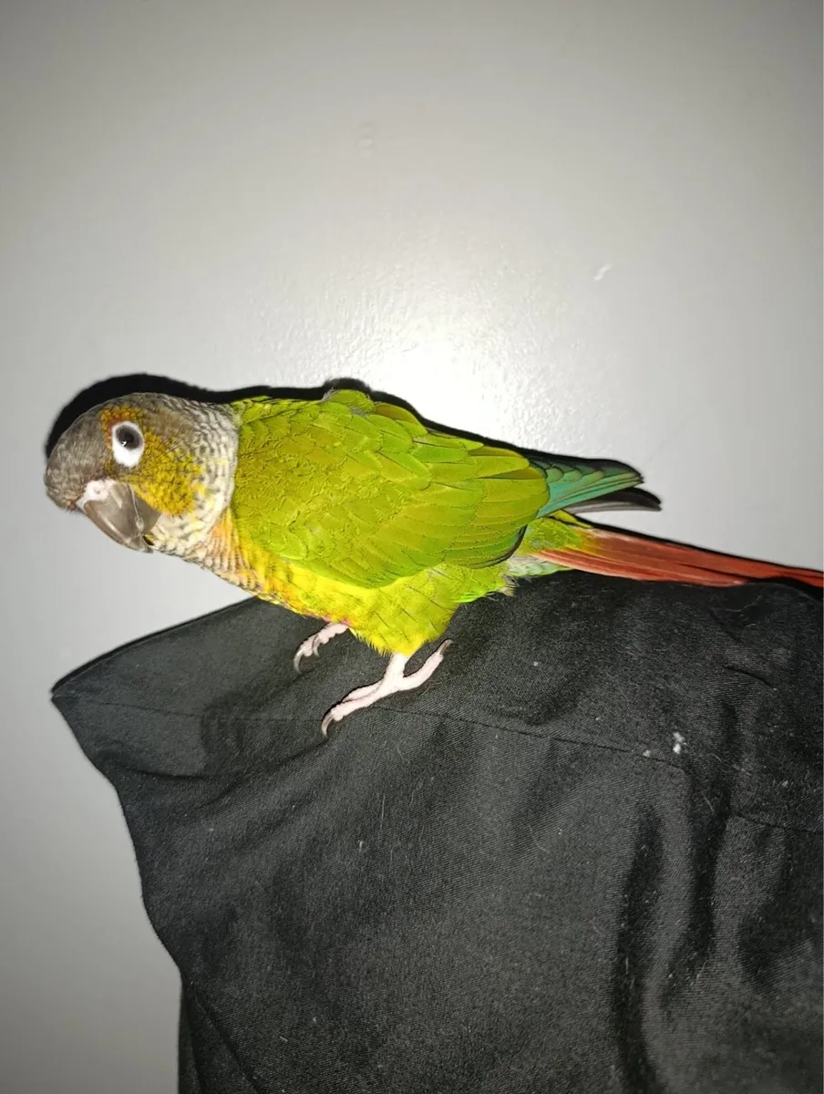 Birds CAIQUE PARROT & conure - Image 2