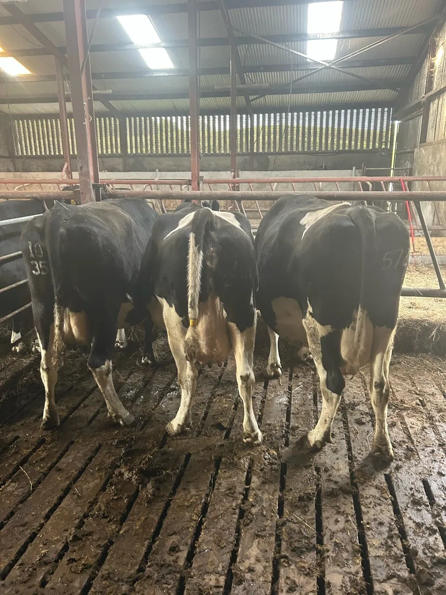 In Calf Cows - Image 2