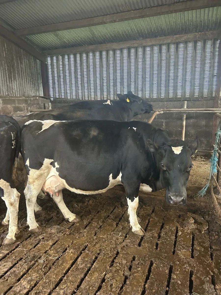 In Calf Cows - Image 3