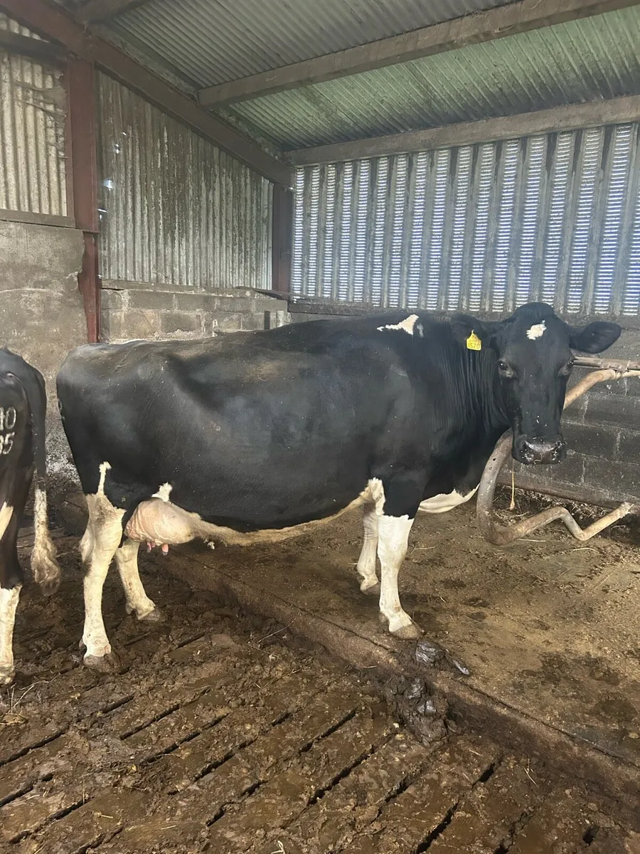 In Calf Cows - Image 4