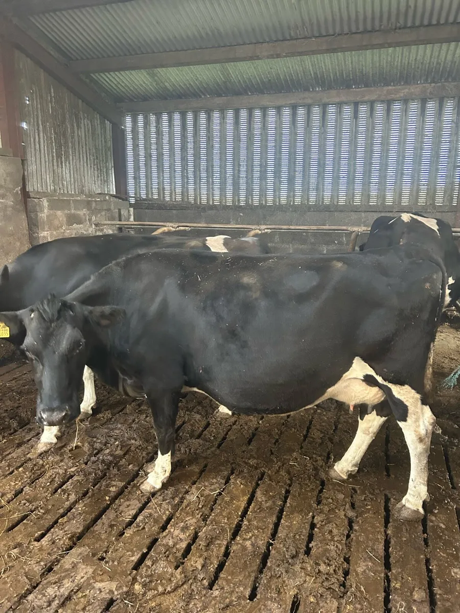 In Calf Cows - Image 1