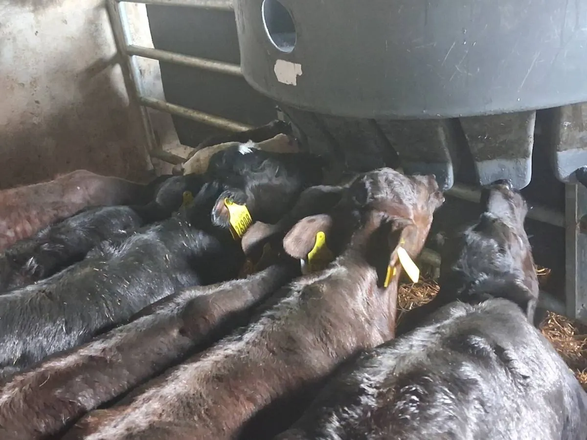 *** 6 Heifer Calves -€1100 *** - Image 2