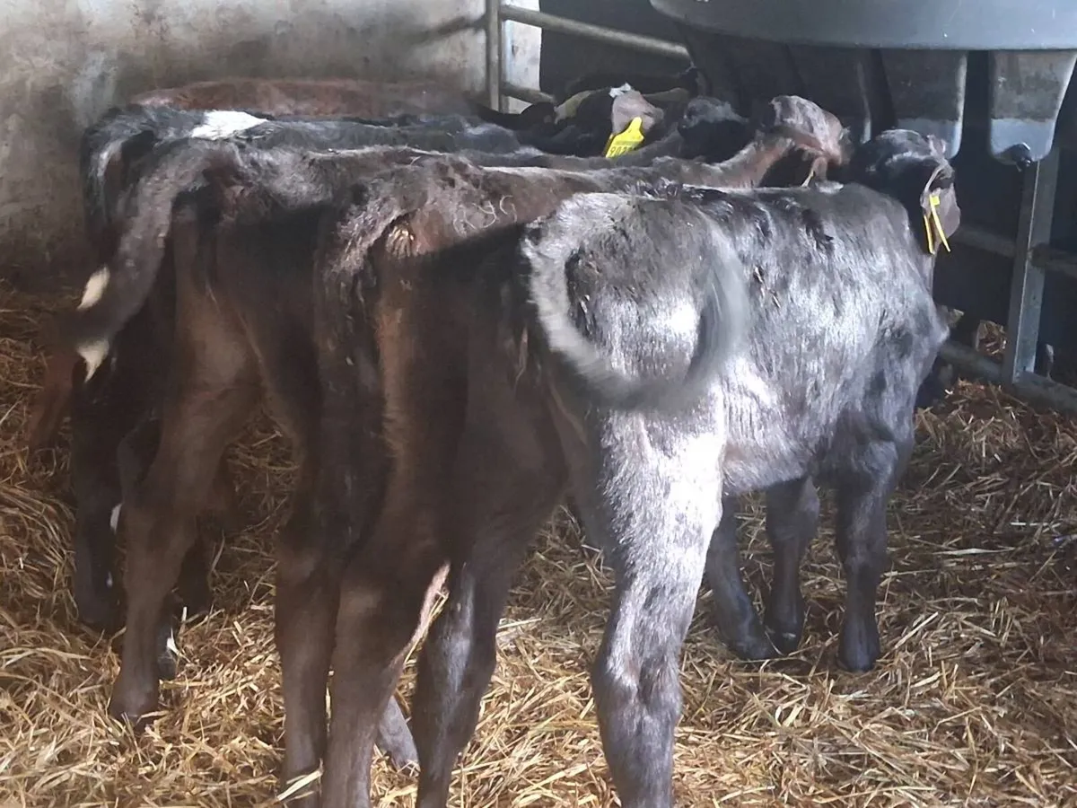 *** 6 Heifer Calves -€1100 *** - Image 1