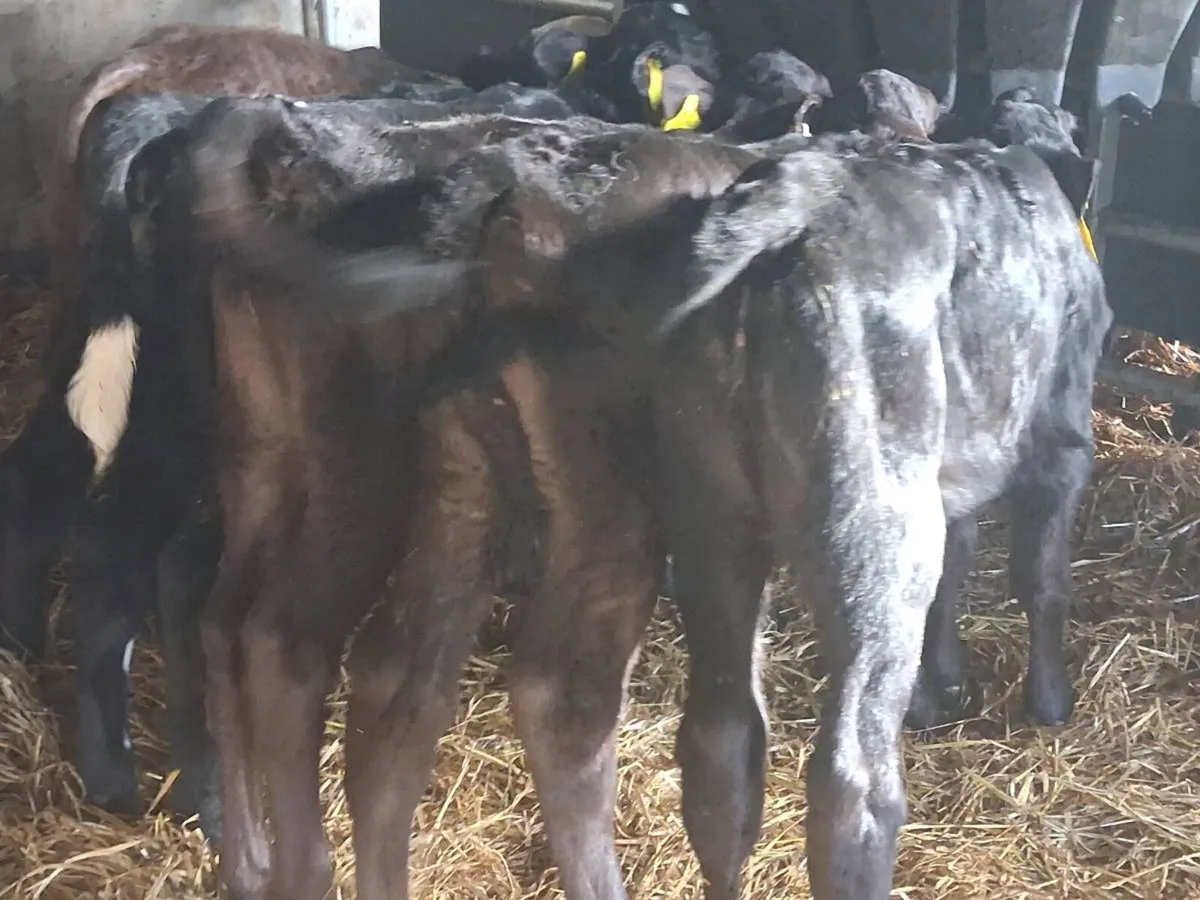 *** 6 Heifer Calves -€1100 *** - Image 3