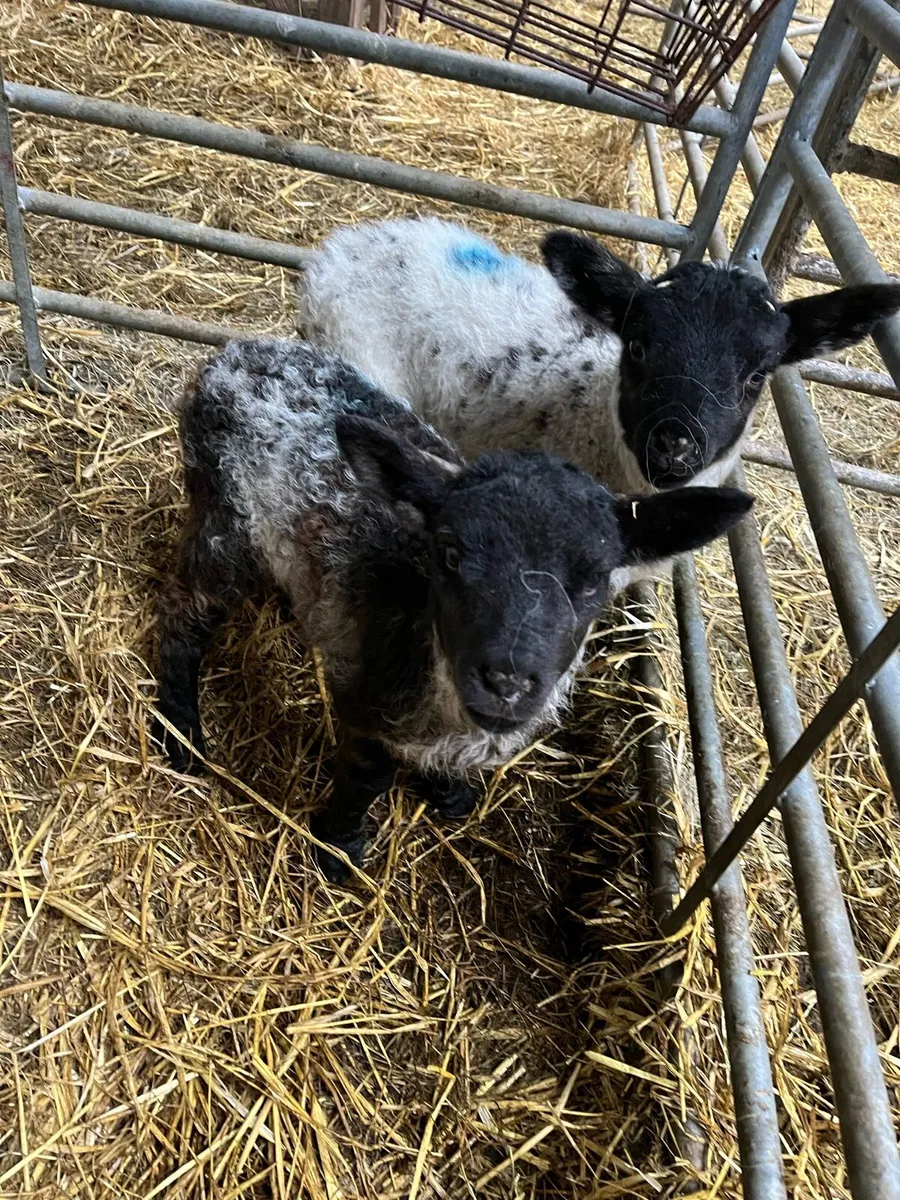 Foster lambs available
