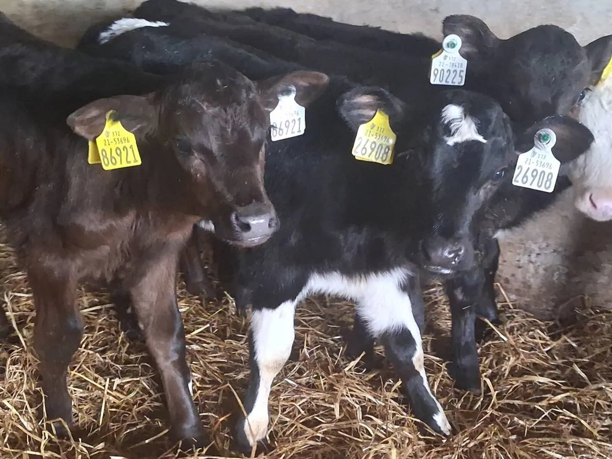 *** 6 Heifer Calves -€1100 *** - Image 4
