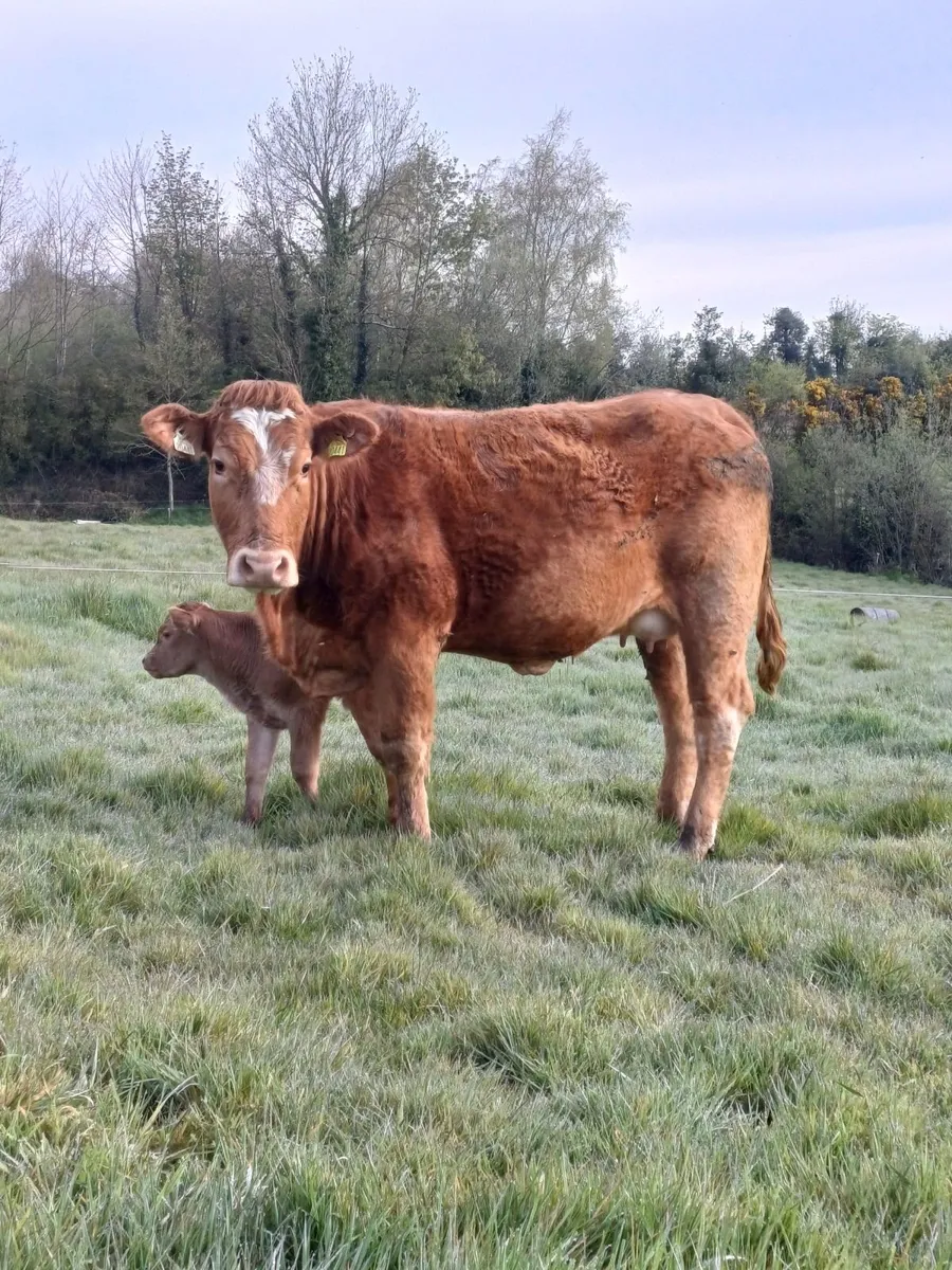 Suckler heifer & calf - Image 1