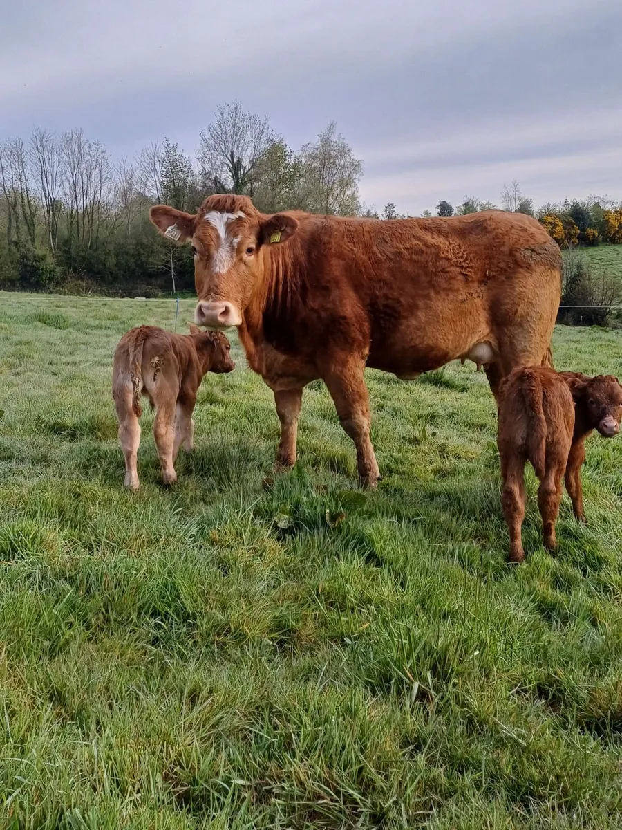 Suckler heifer & calf - Image 2