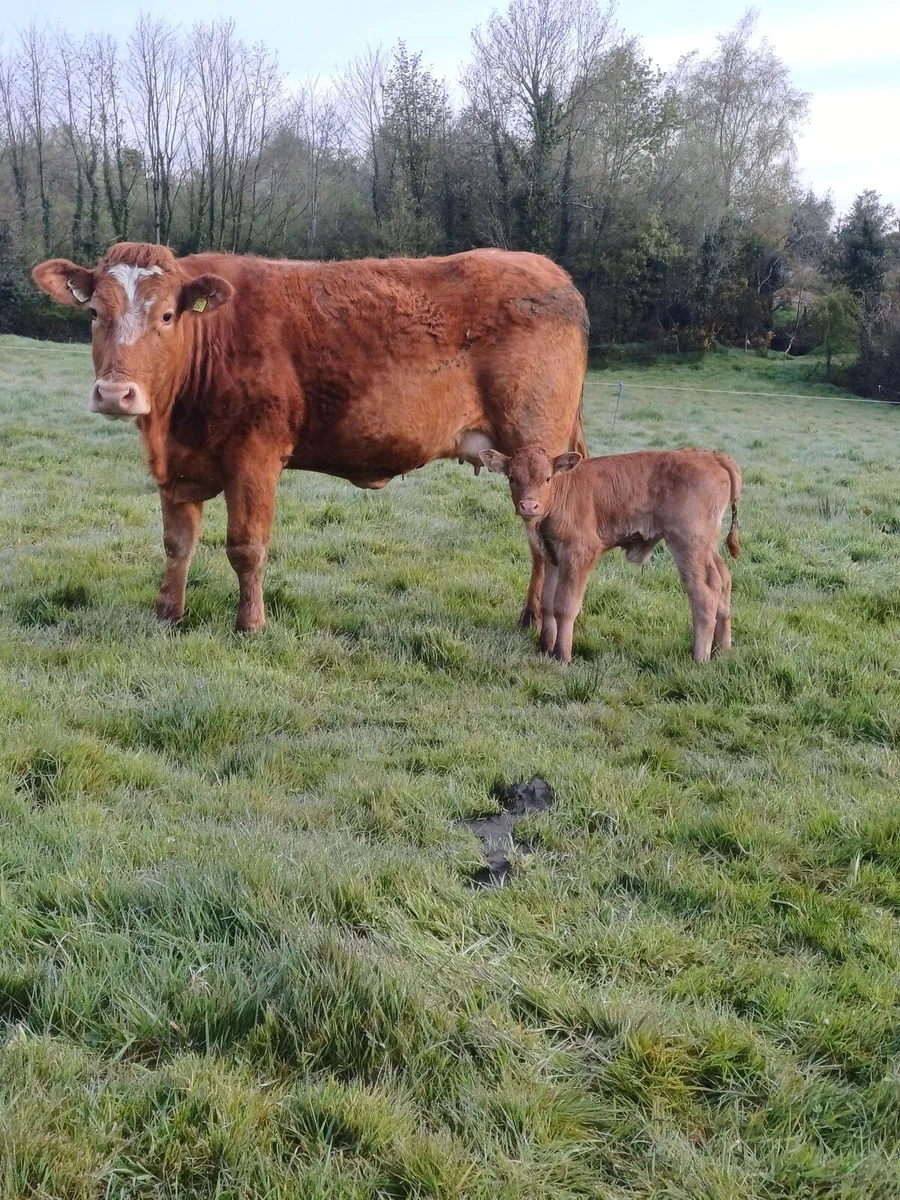 Suckler heifer & calf - Image 3