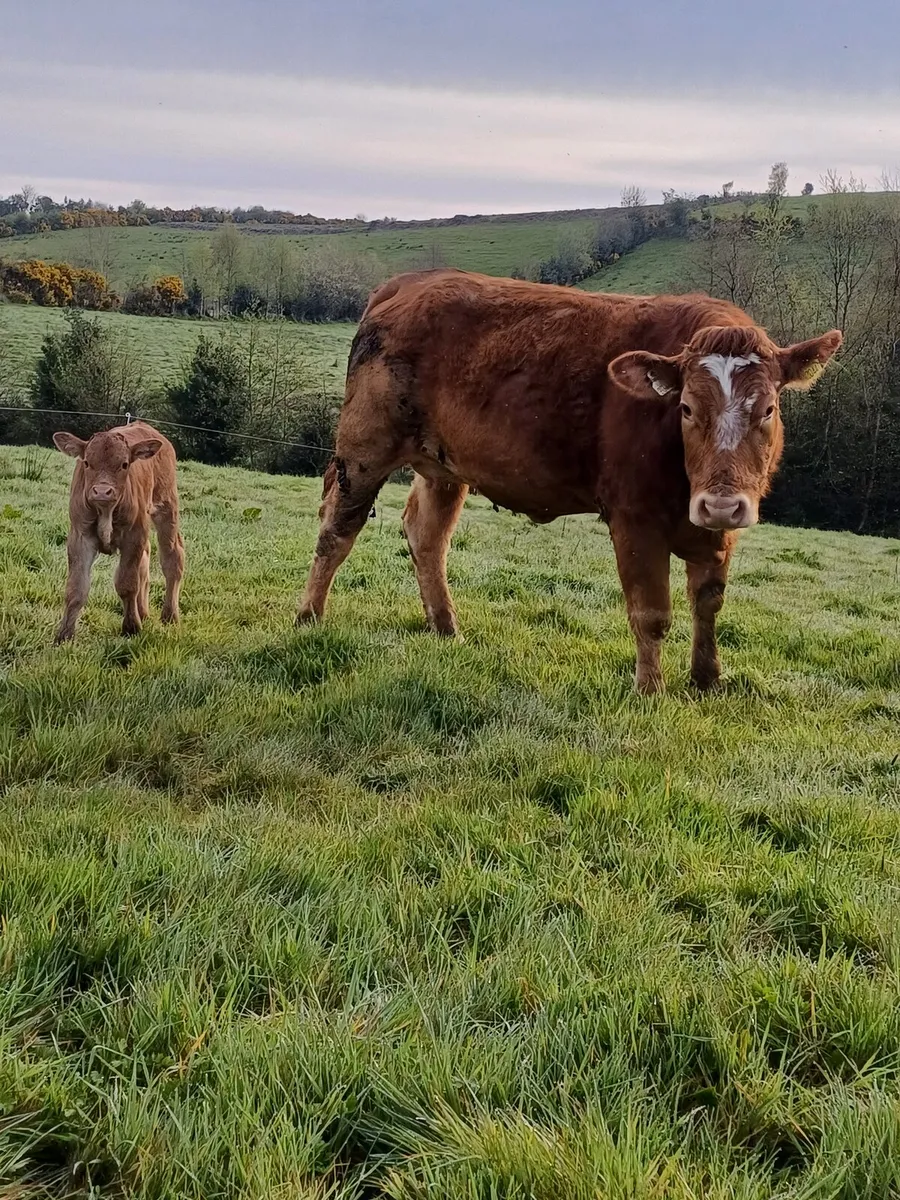 Suckler heifer & calf - Image 4