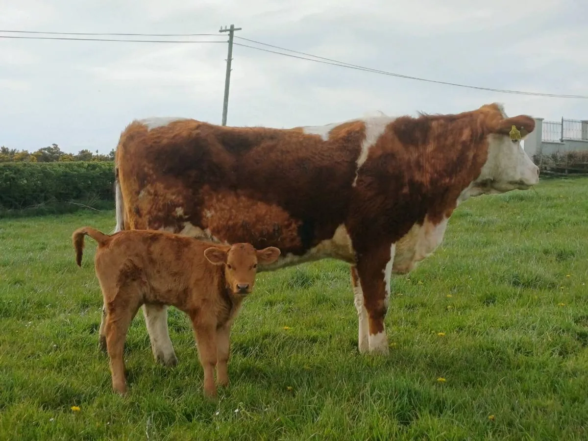 Cow & calf - Image 3