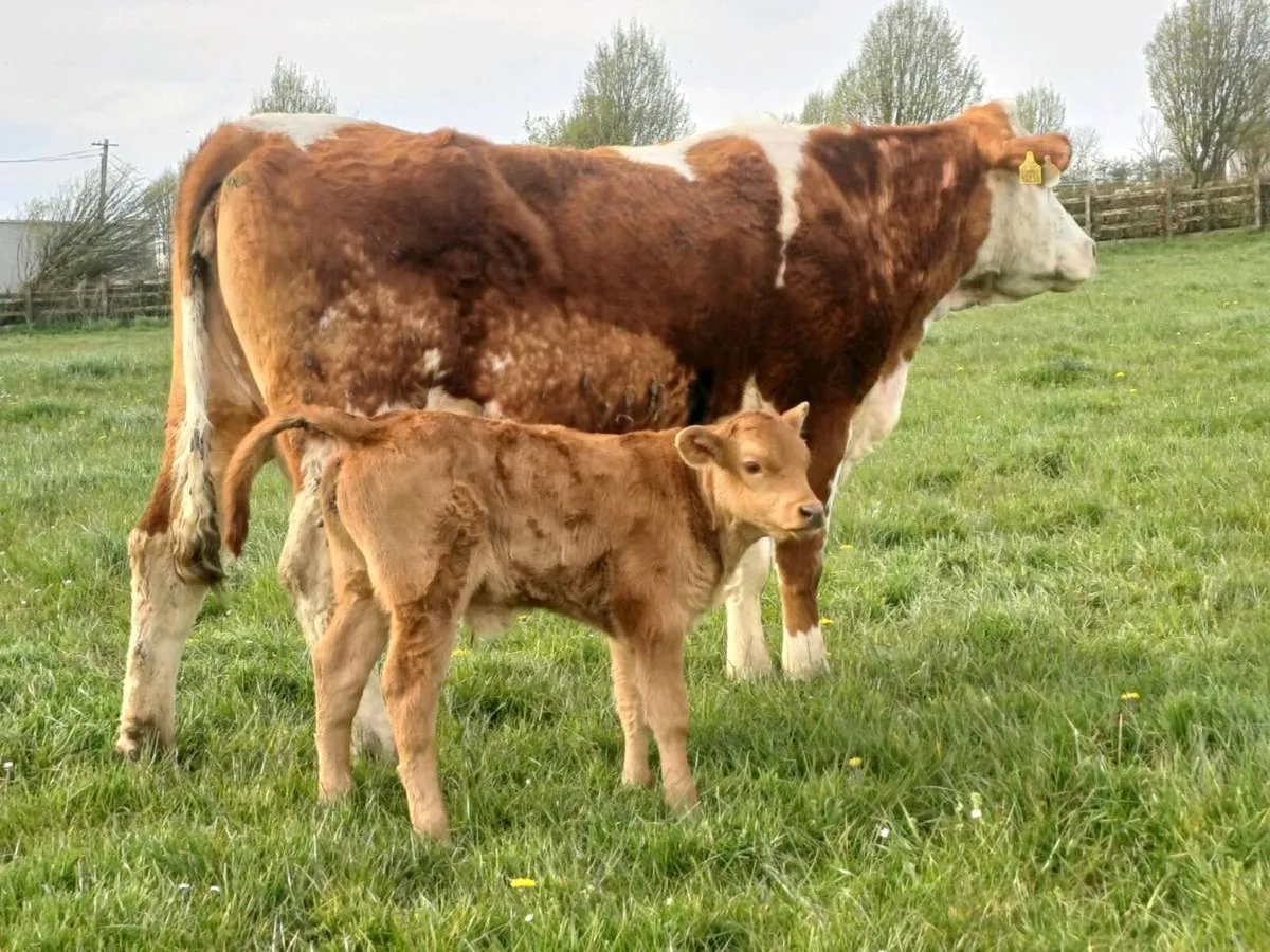 Cow & calf - Image 4