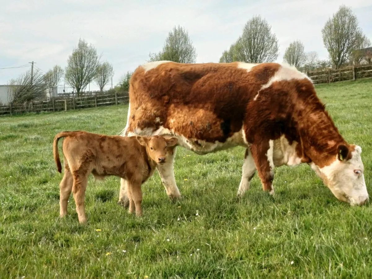 Cow & calf - Image 1