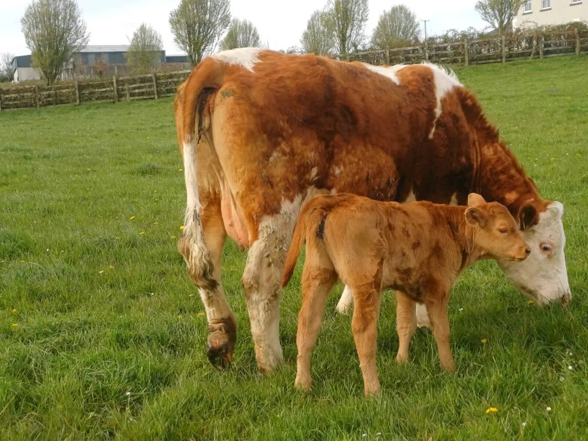 Cow & calf - Image 2