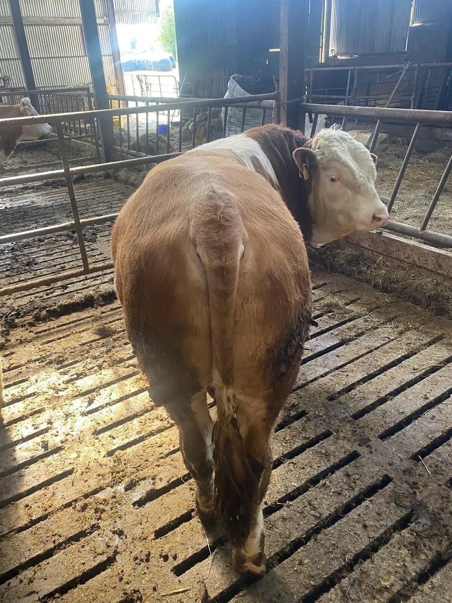 Pure bred bulls - Image 3