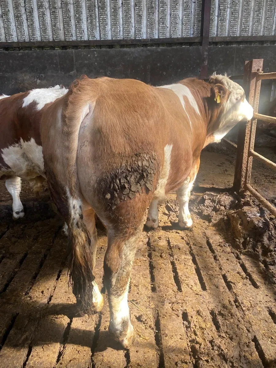 Pure bred bulls - Image 1