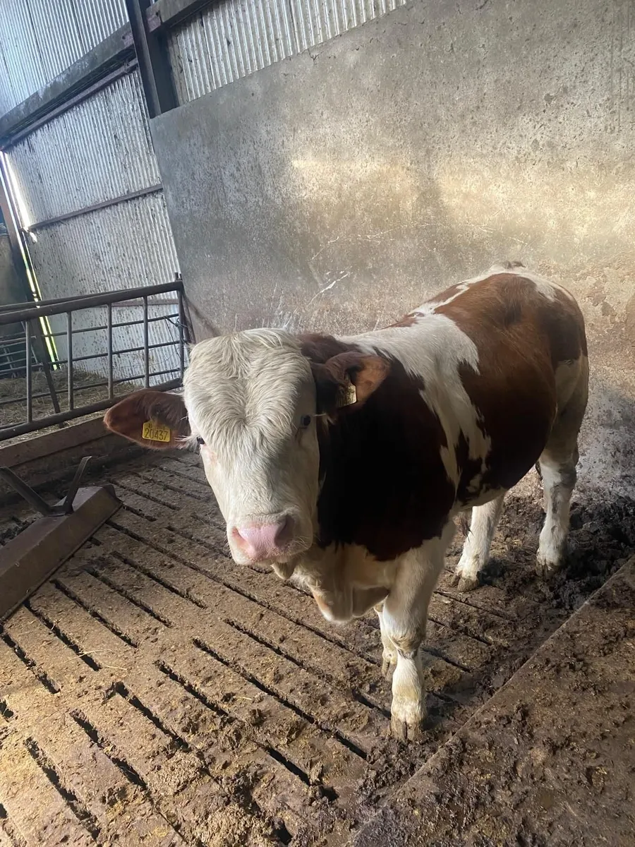 Pure bred bulls - Image 2