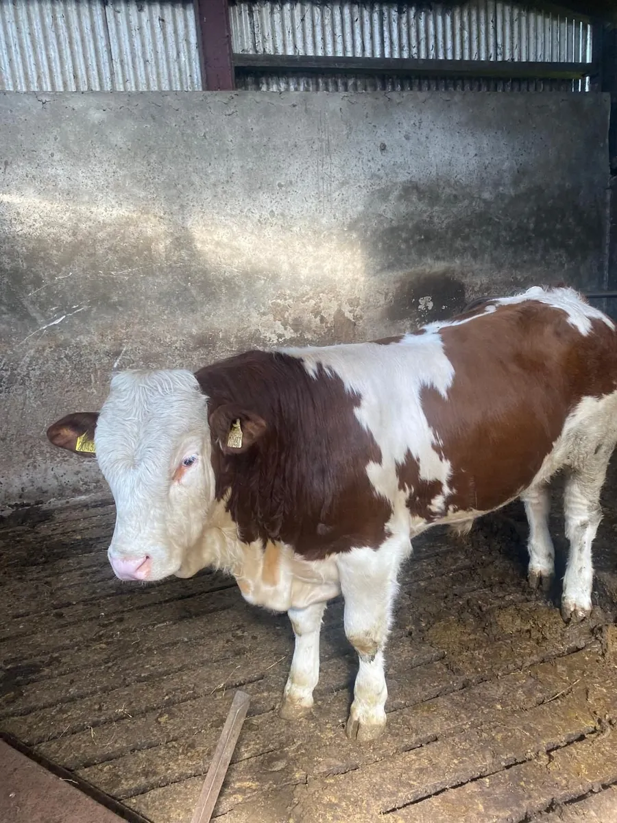 Pure bred bulls - Image 4