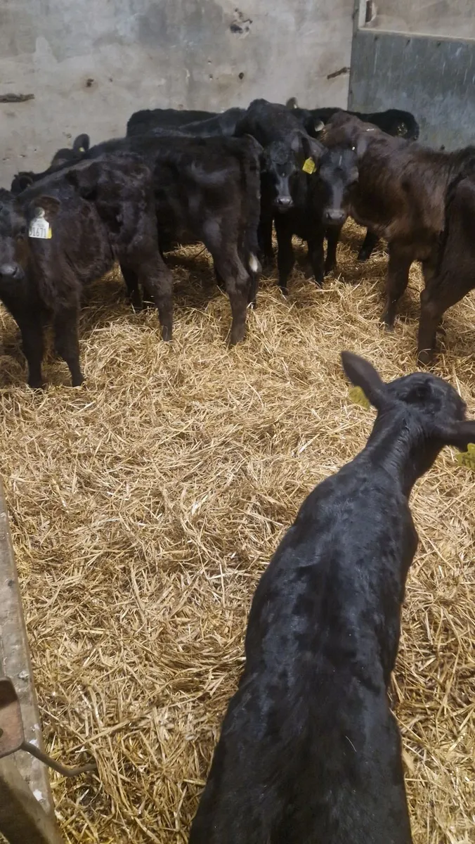 calves for sale - Image 2