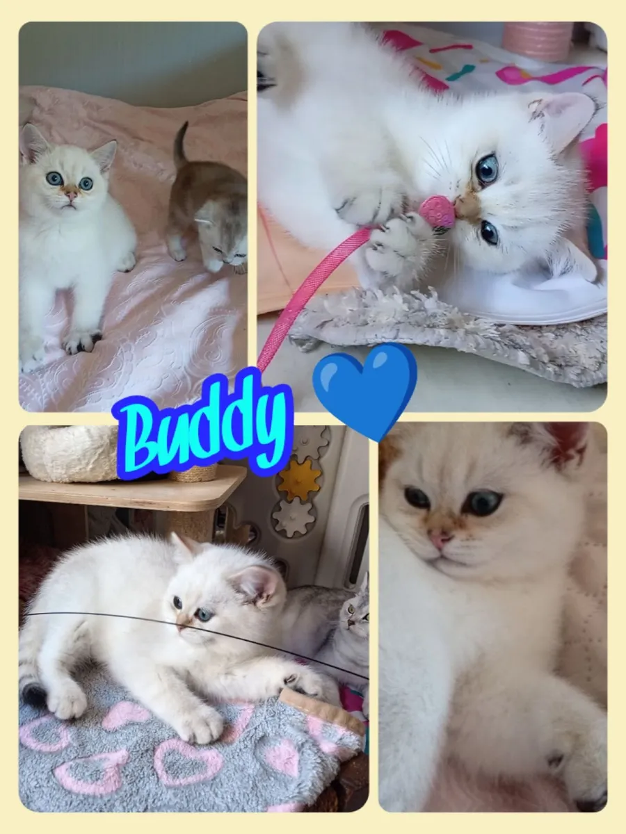 Last 2 British Shorthair Kittens - Image 3