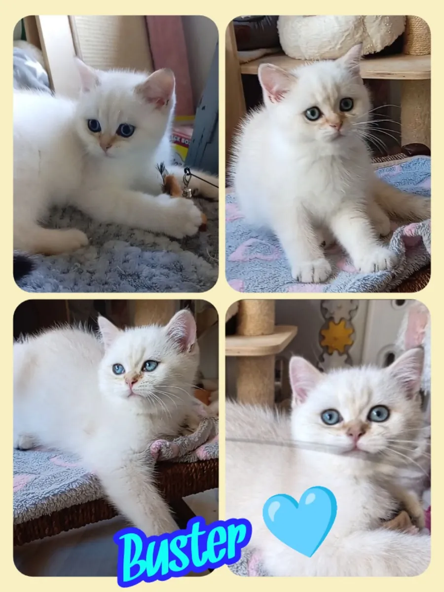 Last 2 British Shorthair Kittens - Image 4