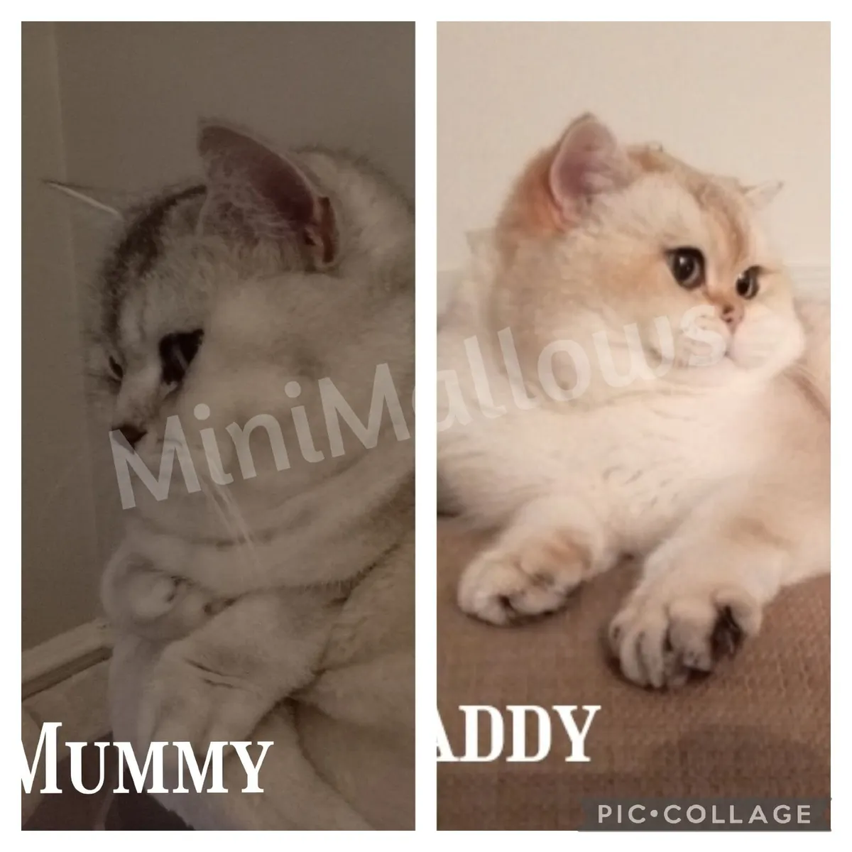 Last 1 Golden Colourpoint British Shorthair Kitten - Image 4