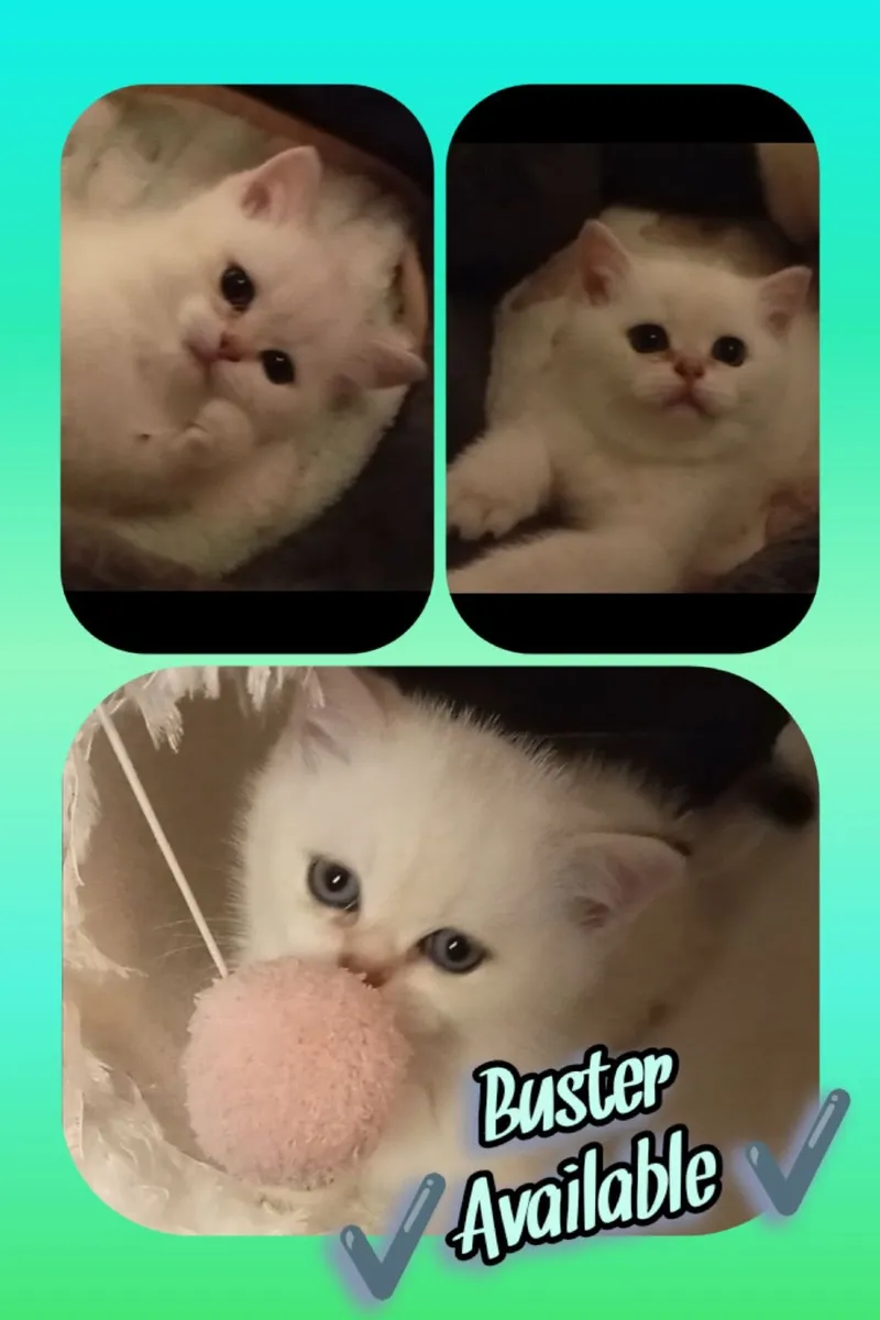 Last 1 Golden Colourpoint British Shorthair Kitten - Image 3