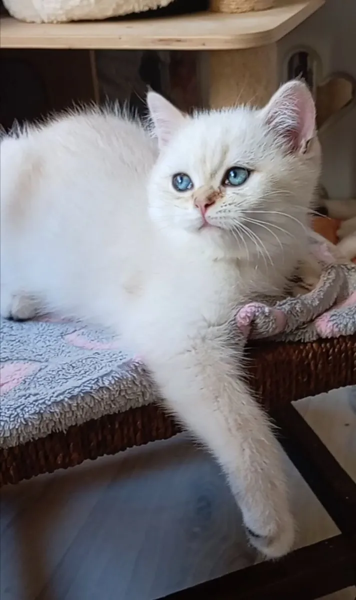 Last 2 British Shorthair Kittens - Image 1