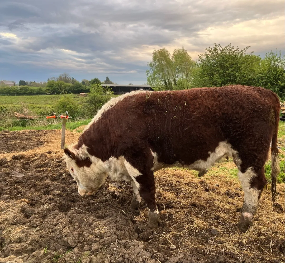For Sale 3 PBR 5 Star Hereford Bulls - Image 1