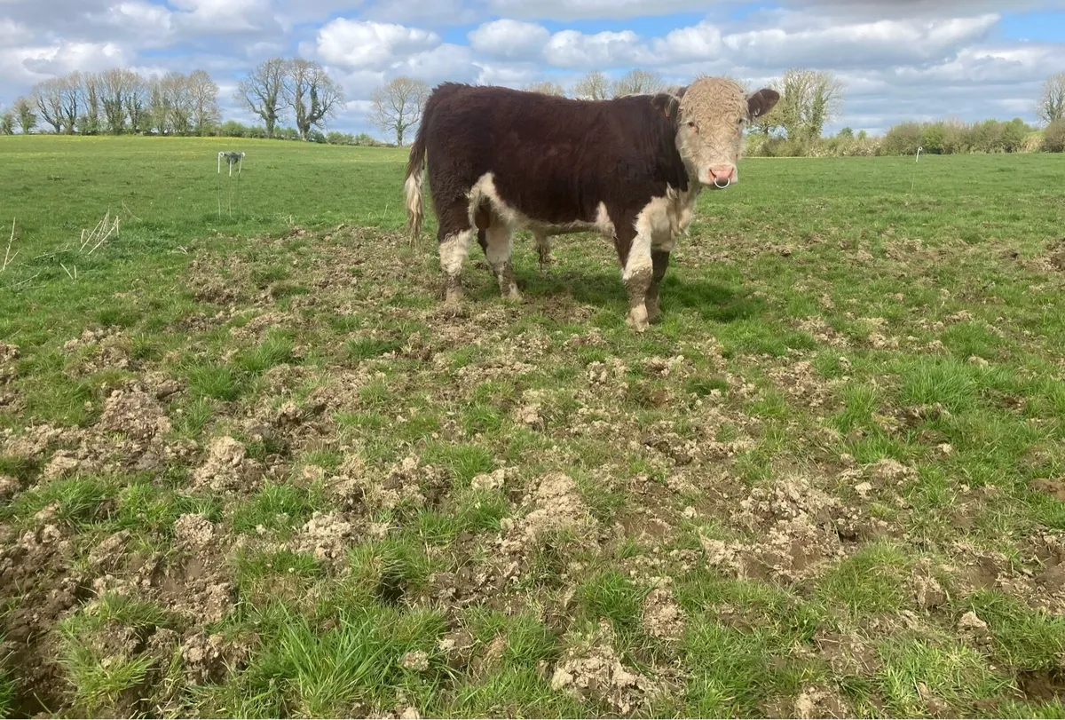 For Sale 3 PBR 5 Star Hereford Bulls - Image 2