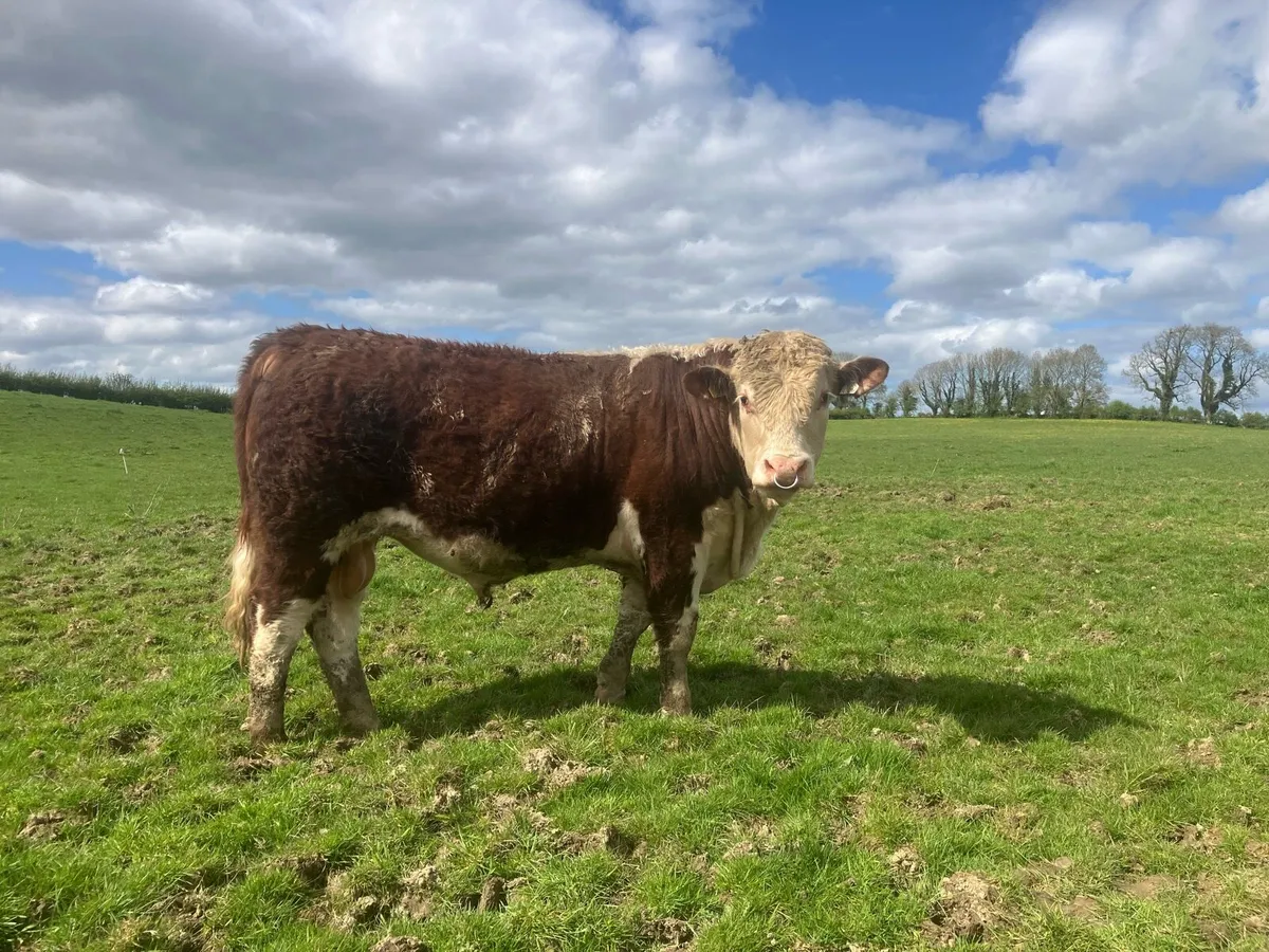For Sale 3 PBR 5 Star Hereford Bulls - Image 3