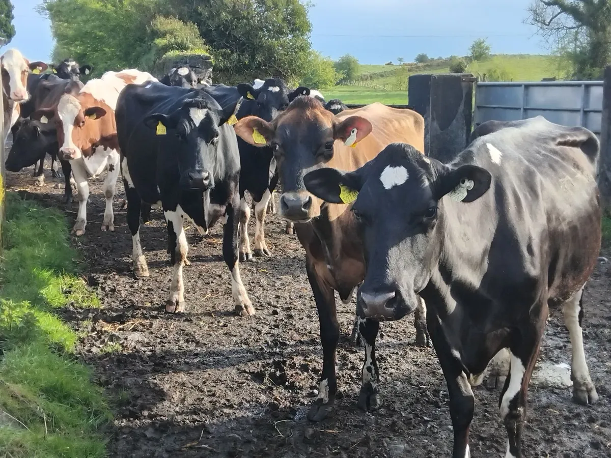 16 genuine calfed  young herd of cows. - Image 1