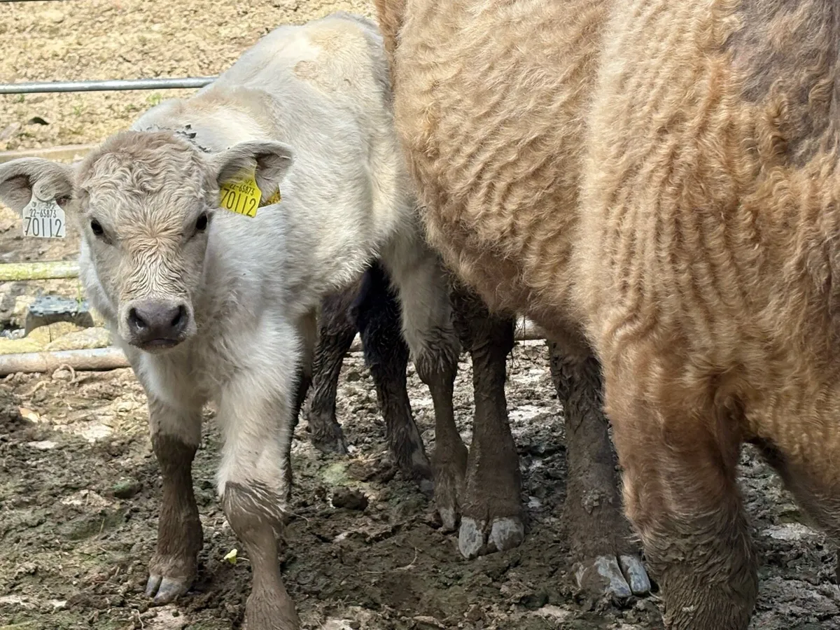 Cows and calf’s - Image 2
