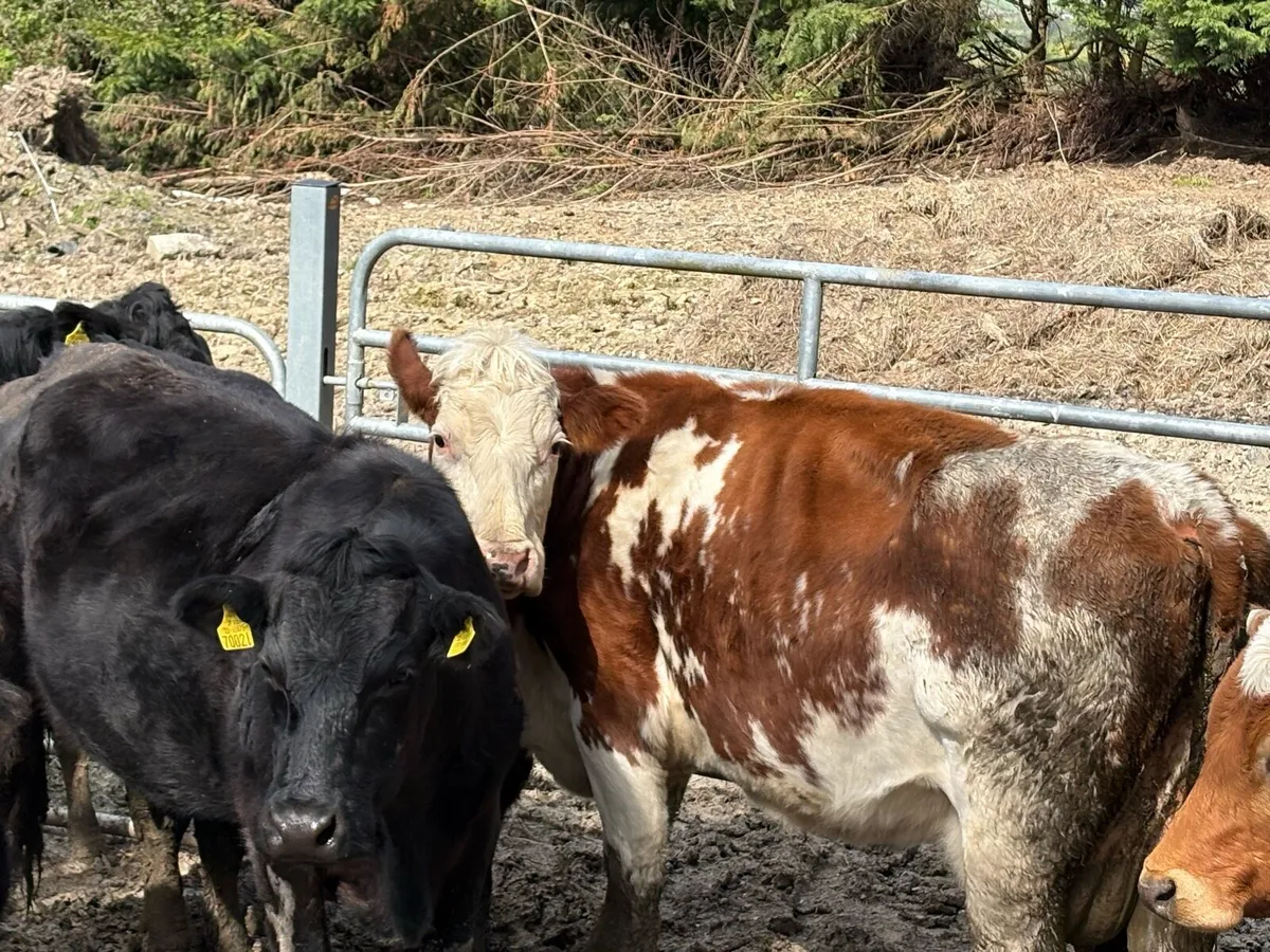 Cows and calf’s - Image 3