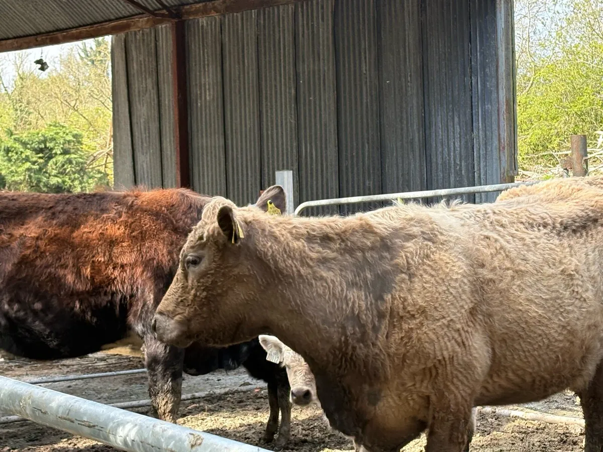 Cows and calf’s - Image 4