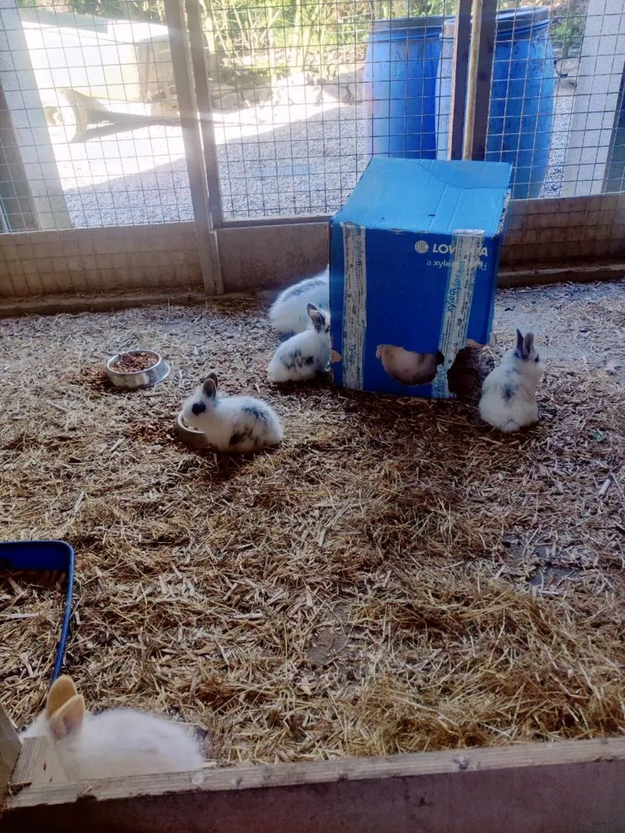 Lion Head Rabbits - Image 2