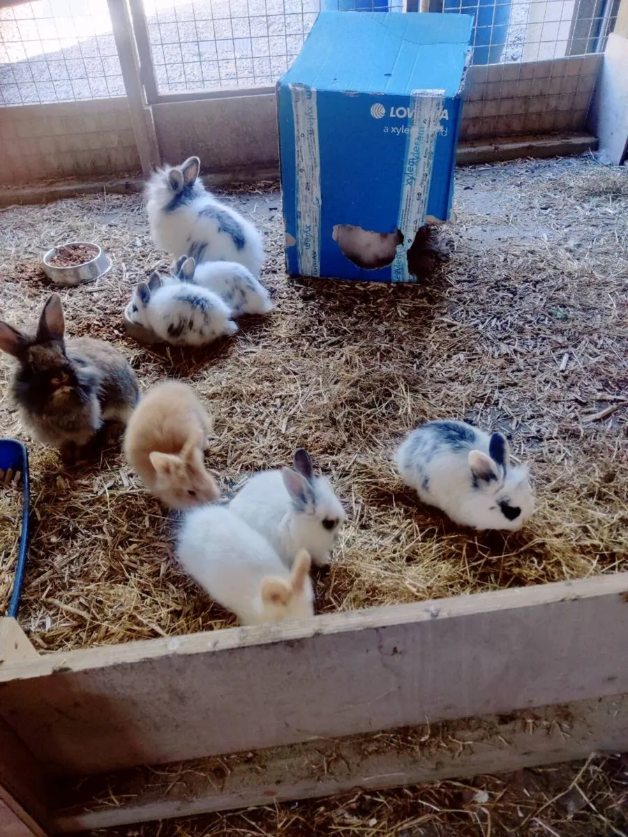 Lion Head Rabbits - Image 3