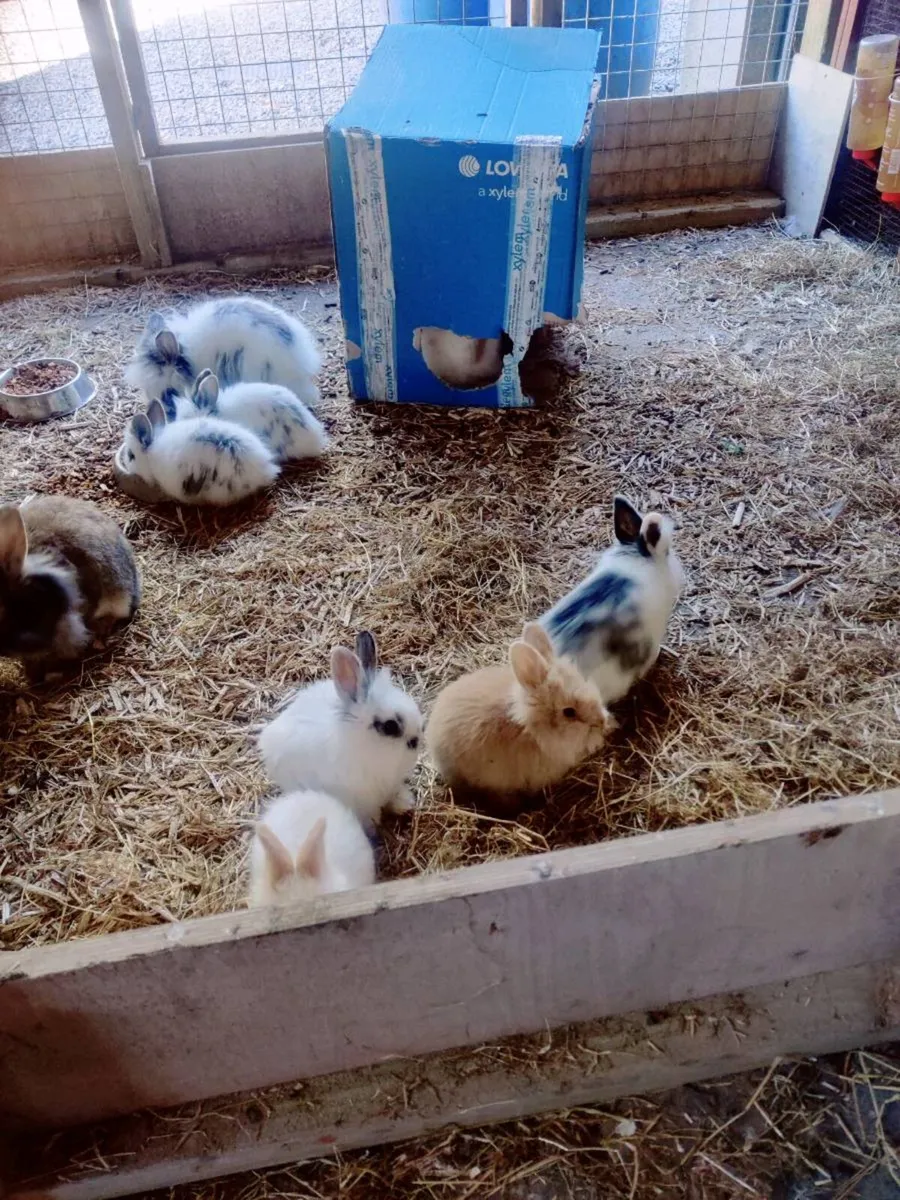 Lion Head Rabbits - Image 4