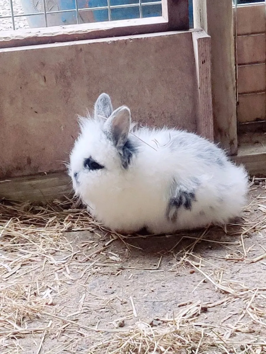 Lion Head Rabbits - Image 1