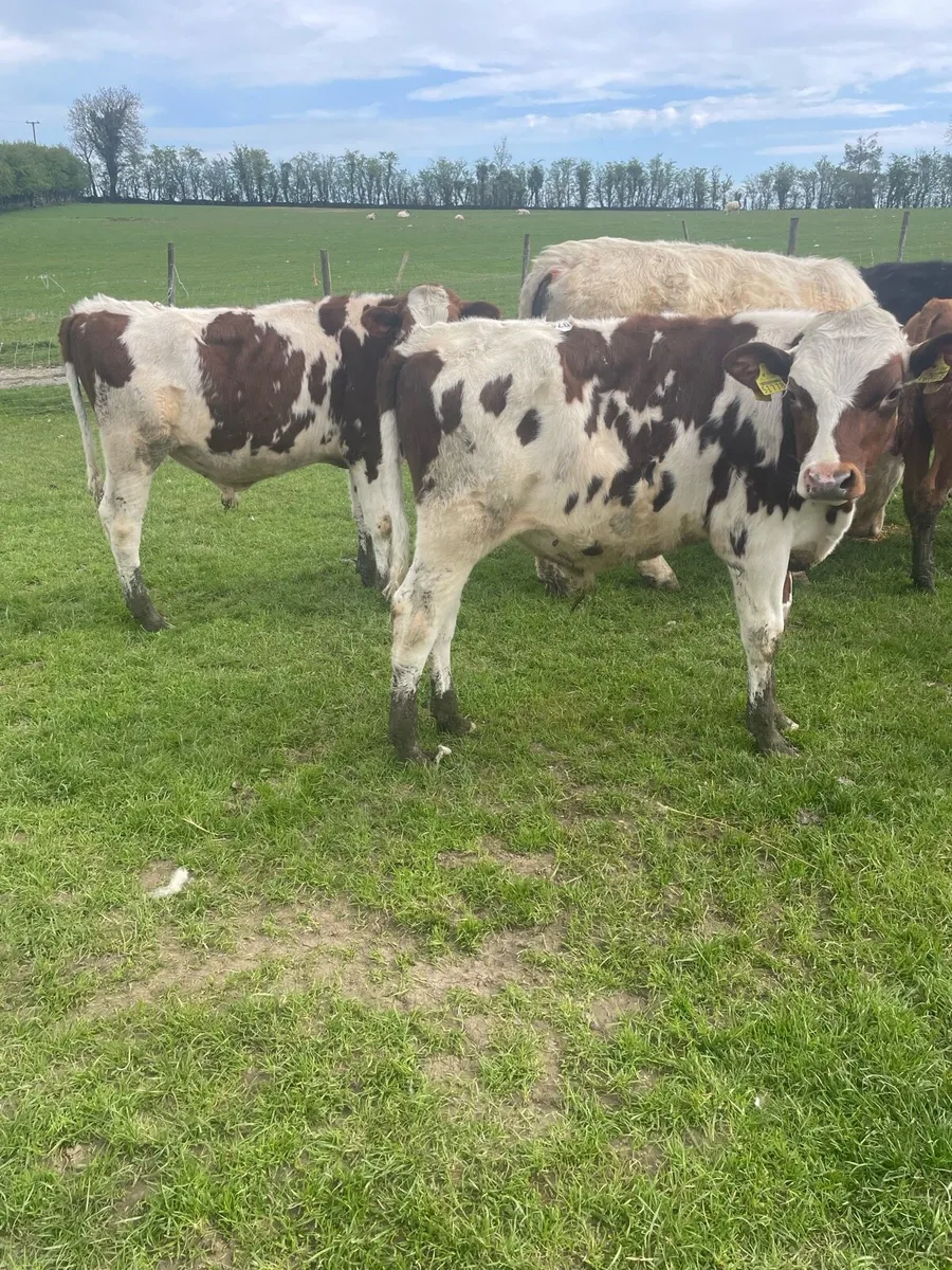 Weanling bulls - Image 1