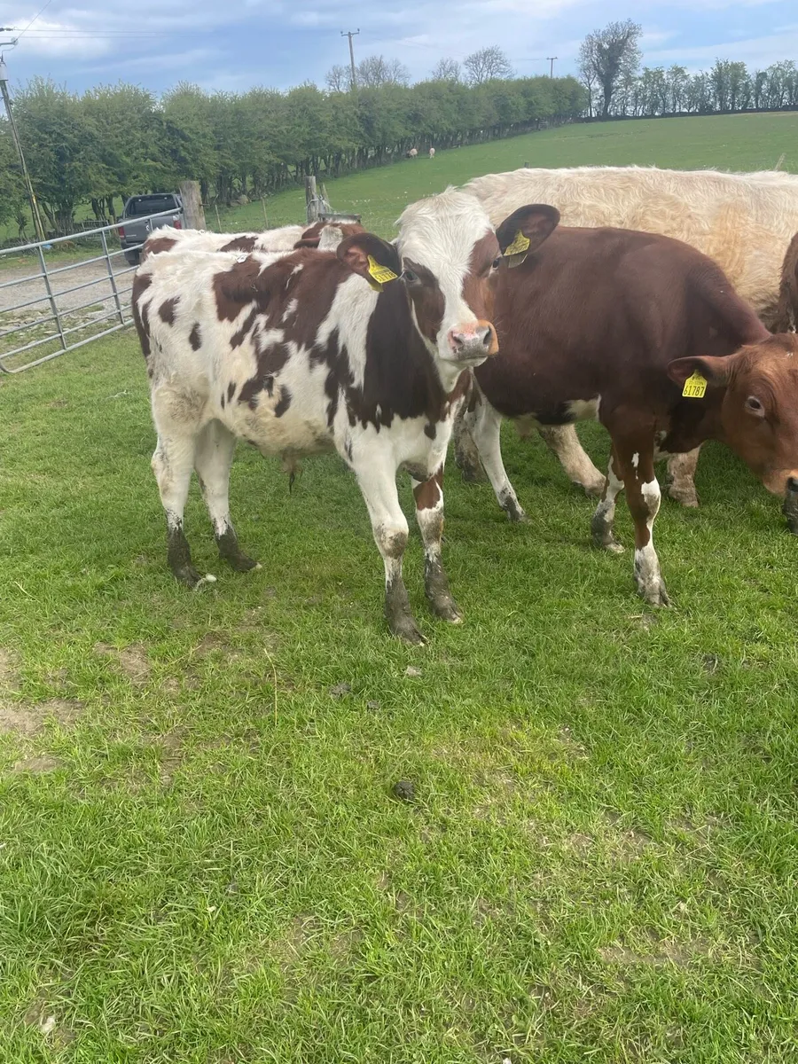 Weanling bulls - Image 2