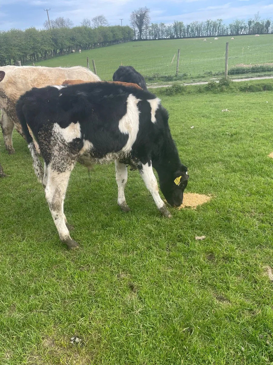 Weanling bulls - Image 3