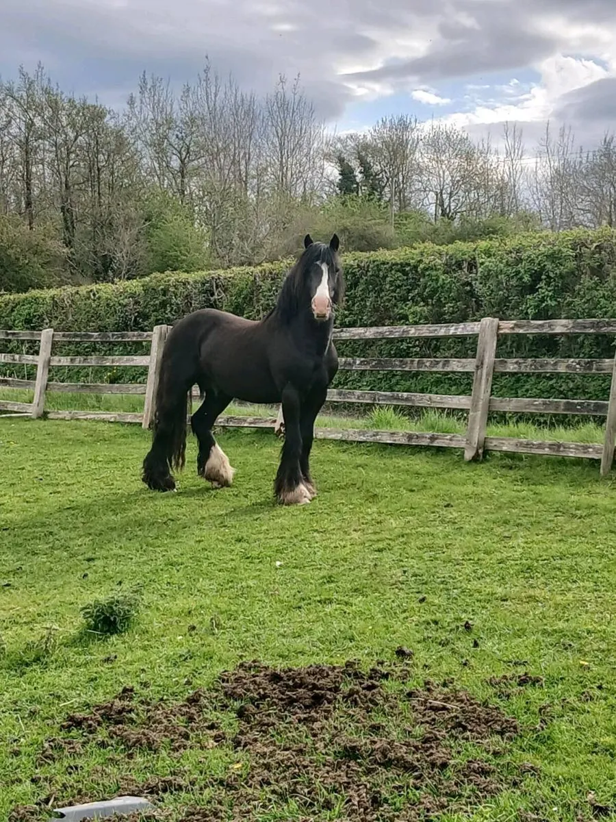 5 year old cob - Image 1