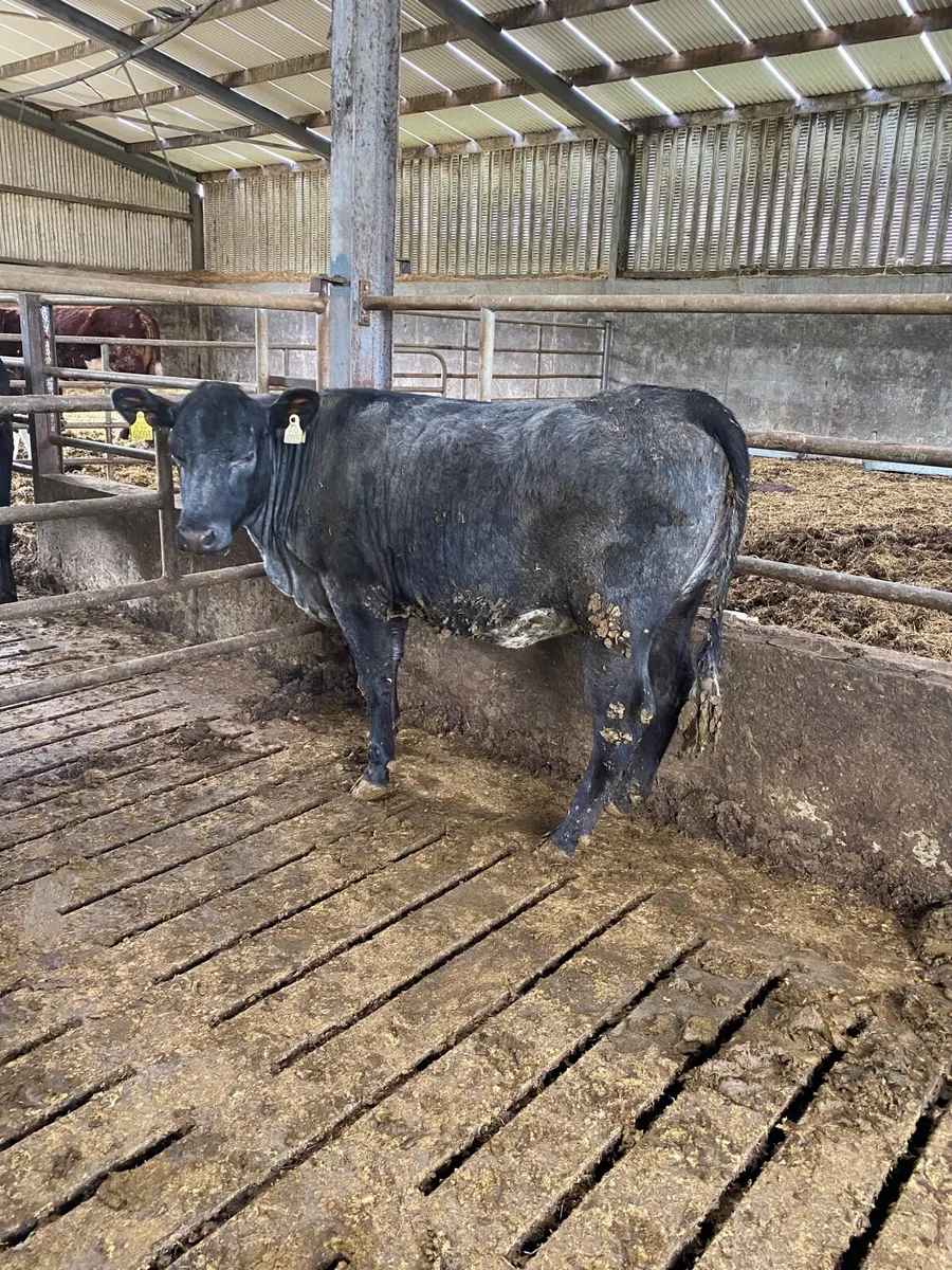 Blue grey shorthorn heifer - Image 2