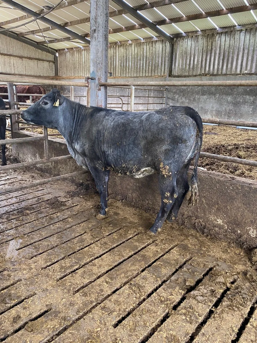 Blue grey shorthorn heifer - Image 1