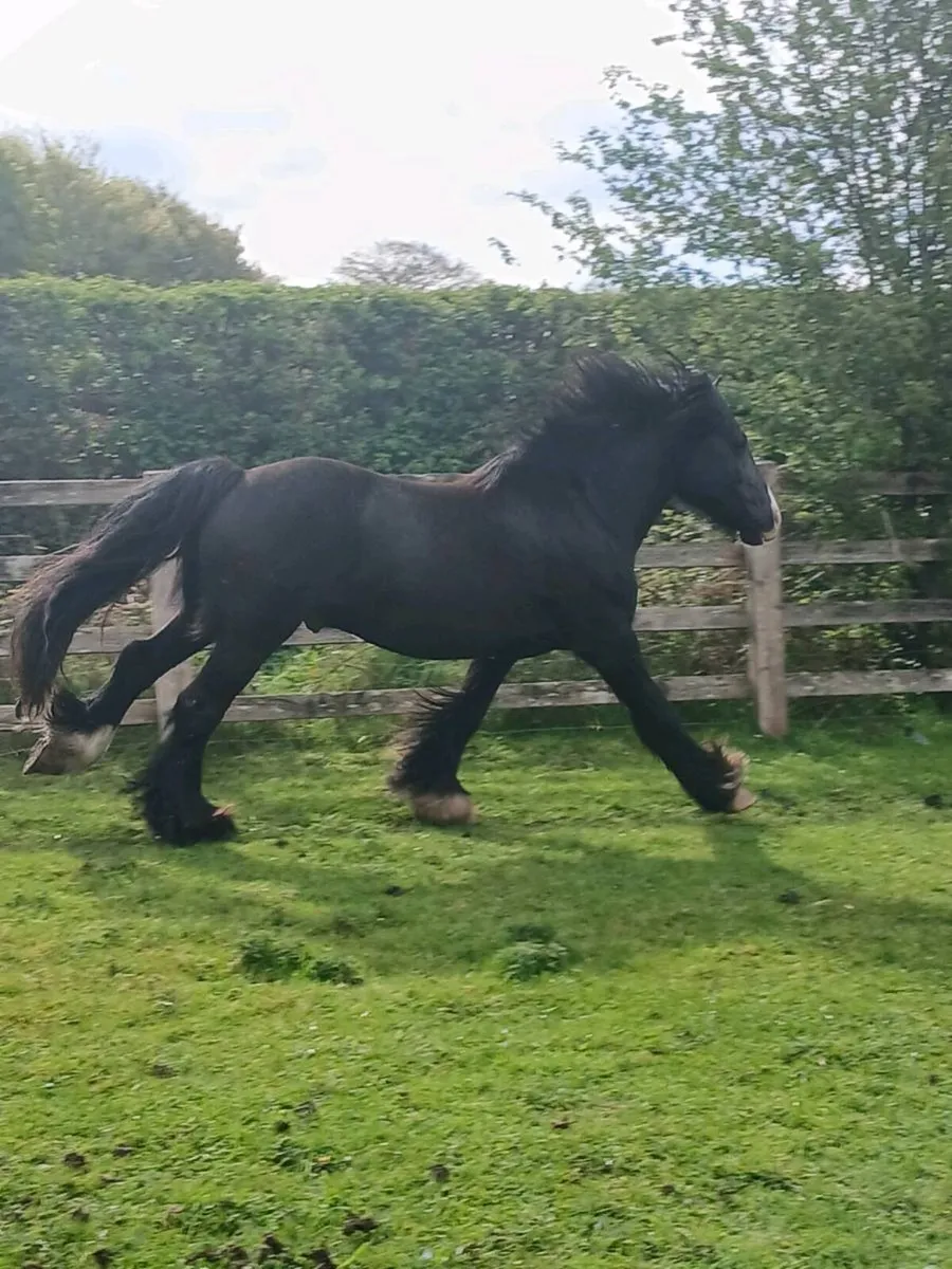 5 year old cob - Image 3
