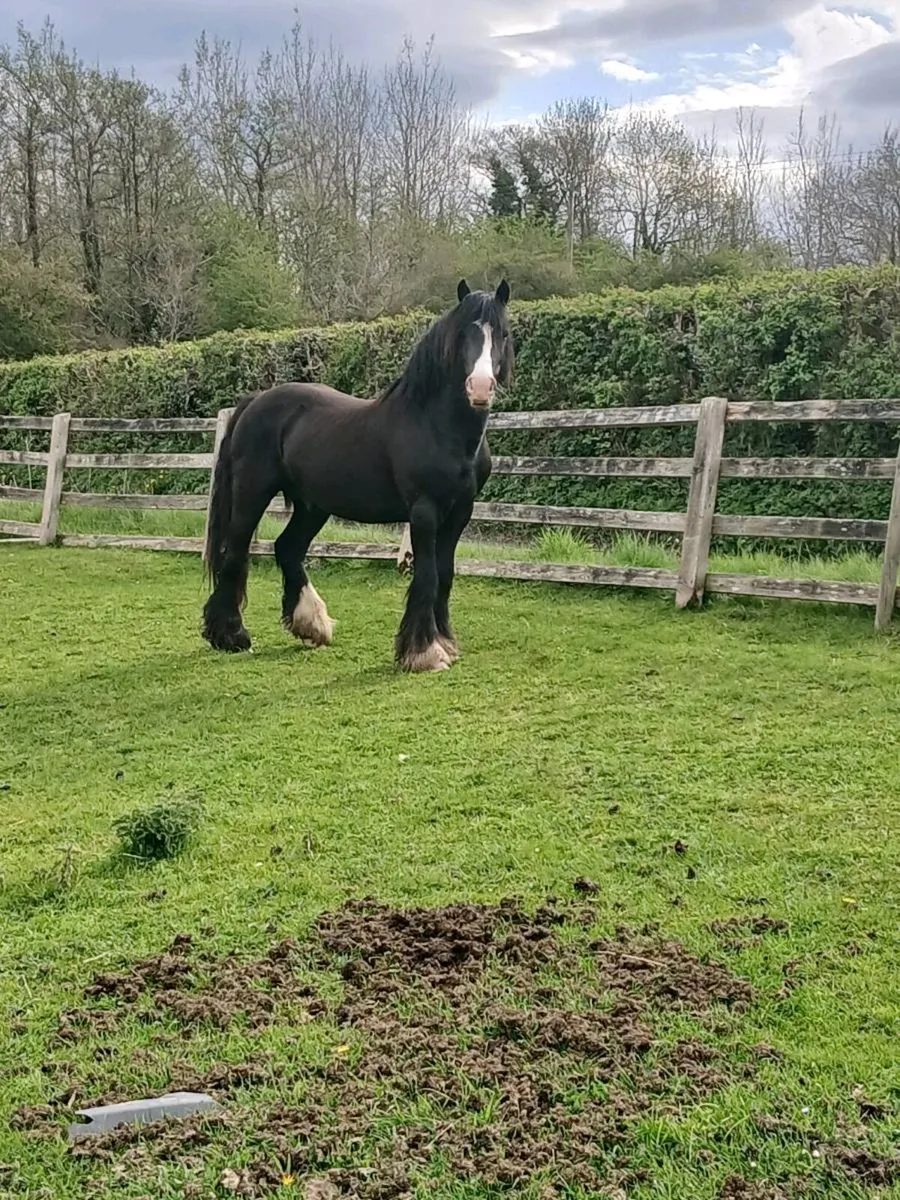 5 year old cob - Image 4